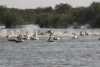 Fishing Great White Pelicans