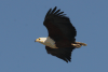 African Fish Eagle Flight