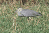 Western Grey Heron Stalking