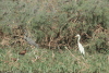 Yellow-billed Egret (Ardea intermedia brachyrhyncha)