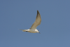 Whiskered Tern Flight