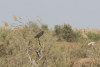 Black Heron (Egretta ardesiaca)