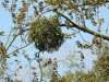 European Mistletoe (Viscum album)