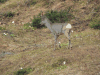 Western Roe Deer (Capreolus capreolus)