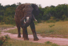 Elephant Bull Throwing Sand
