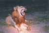 Southern Lion (Panthera leo melanochaita)