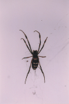 Banded-legged Golden Orb-web Spider ssp. annulata (Trichonephila senegalensis annulata)