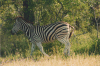 Equus quagga chapmani