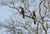 Malabar Pied Hornbill (Anthracoceros coronatus)
