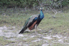 Sri Lanka Peafowl (Pavo cristatus singhalensis)