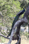 Sri Lanka Peafowl (Pavo cristatus singhalensis)