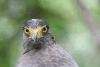 Crested Serpent Eagle (Spilornis cheela)