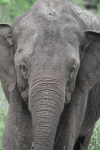 Sri Lankan Elephant (Elephas maximus maximus)