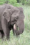 Sri Lankan Elephant (Elephas maximus maximus)
