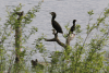 Continental Great Cormorant (Phalacrocorax carbo sinensis)