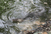 Asian Water Monitor (Varanus salvator salvator)