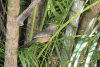Argya affinis