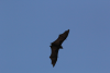 Indian Flying Fox (Pteropus medius)