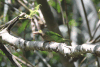 Brown-headed Barbet (Psilopogon zeylanicus)