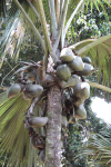 Sea Coconut (Lodoicea maldivica)