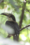 Sri Lanka Grey Hornbill (Ocyceros gingalensis)