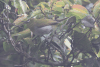 Sri Lanka White-eye (Zosterops ceylonensis)