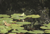 Grey Wagtail (Motacilla cinerea)