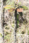 Common Green Forest Lizard (Calotes calotes)