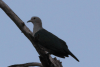 Green Imperial Pigeon (Ducula aenea)