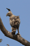 Changeable Hawk Eagle (Nisaetus cirrhatus)
