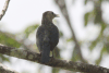 White-faced Starling (Sturnornis albofrontatus)