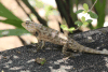 Changeable Lizard (Calotes versicolor)