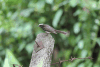 White-browed Fantail (Rhipidura aureola)