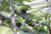 Square-tailed Bulbul (Hypsipetes ganeesa)