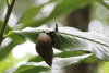 Giant African Snail (Lissachatina fulica)