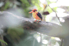 Oriental Dwarf Kingfisher (Ceyx erithaca)