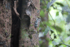 Lantern Bug (Pyrops maculatus)