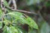 Tiger Beetle (Cicindela lacrymans)