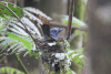 Black-naped Monarch (Hypothymis azurea)