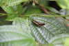 Grasshopper (Cingalia dubia)