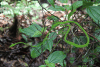 Long-nosed Whip Snake (Ahaetulla nasuta)
