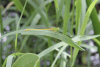 Coromandel Marsh Dart (Ceriagrion coromandelianum)