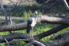 Asian Openbill Stork (Anastomus oscitans)