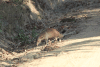 Stripe-necked Mongoose (Urva vitticolla)