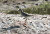 Common Redshank (Tringa totanus)