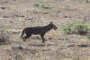 Sri Lankan Jackal (Canis aureus naria)