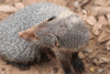 Ruddy Mongoose (Urva smithii)
