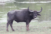Asian Water Buffalo (Bubalus bubalis)