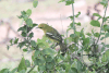 Common Iora (Aegithina tiphia)