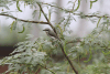 Sri Lanka Woodshrike (Tephrodornis affinis)